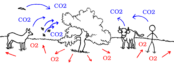 [Illustration: CO2-Kreislauf im Gleichgewicht]